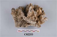 藏品(珊瑚化石)的圖片